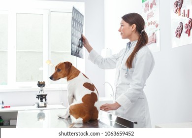 Veterinarian Showing Dog X-ray .