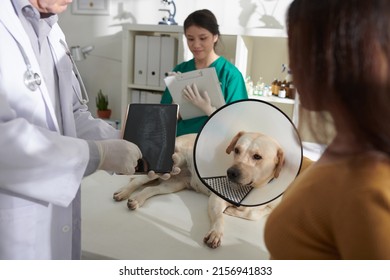 Veterinarian showing x-ray image of dogs rib cage on tablet computer screen to owner - Powered by Shutterstock