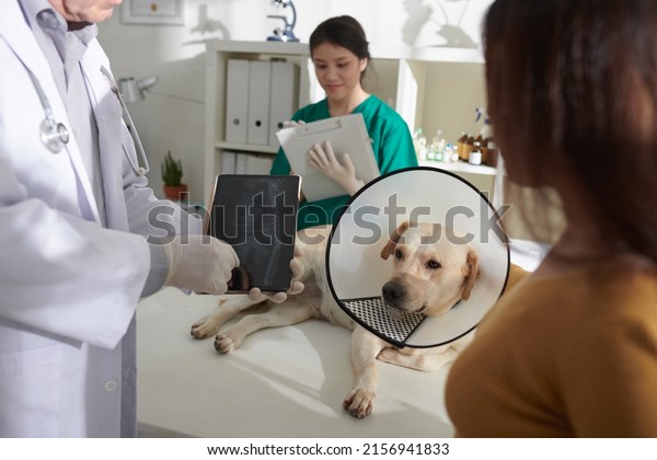 Veterinarian showing x-ray image of dogs rib cage\
on tablet computer screen to\
owner