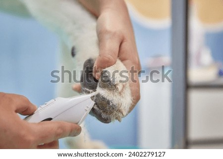 A veterinarian specialist cuts the hair on the paws of a breed dog with a tool, a close-up of a dog's paws, trimming the nails of a domestic dog,