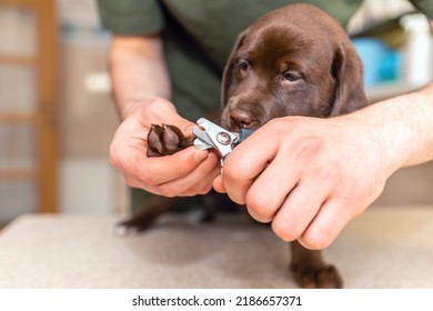 Veterinarian specialist holding puppy labrador dog, process of cutting dog claw nails of a small breed dog with a nail clipper tool,trimming pet dog nails manicure.Selective focus. - Shutterstock ID 2186657371