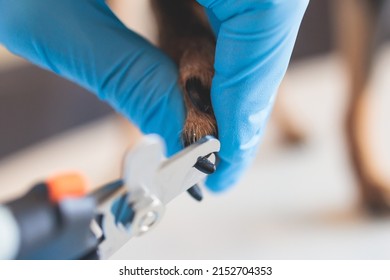 Veterinarian specialist holding small dog, process of cutting dog claw nails of a small breed dog with a nail clipper tool, close up view of dog's paw, trimming pet dog nails manicure