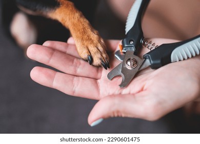 Veterinarian specialist holding small dog, process of cutting dog claw nails of a small breed dog with a nail clipper tool, close up view of dog's paw, trimming pet dog nails manicure at home
					