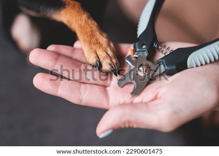 Veterinarian specialist holding small dog, process of cutting dog claw nails of a small breed dog with a nail clipper tool, close up view of dog's paw, trimming pet dog nails manicure at home
