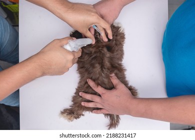 A Veterinarian Sprays The Back Fur Of An Imperial Shih Tzu With Alcohol Prior To A 5 In 1 Or Rabies Vaccine While A Nurse Keeps Him Still. A Dog Getting A Vaccination Shot At The Veterinarian Clinic.