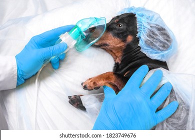 Veterinarian in sterile gloves puts anesthesia oxygen mask on face of dachshund for operation. Dog wearing disposable surgical cap and medical gown prepares for procedure in hospital