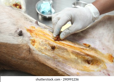 Veterinarian Sterilization Operation On Dog,