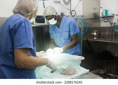 Veterinarian Surgeons In Operating Room At Animal Hospital