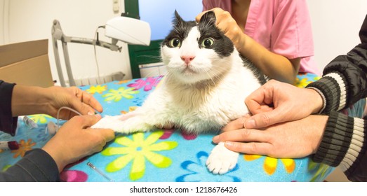 Veterinarian With Syringe In Patient Cat Paw Drawing Blood Sample For Blood Test Or Transfusion In Veterinarian Clinic. Anxious Animal Patient In Fear For Veterinary. Stress Concept.