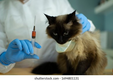 The Veterinarian Takes A Blood Test From The Cat .