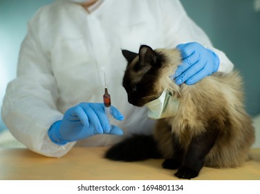 The Veterinarian Takes A Blood Test From The Cat .