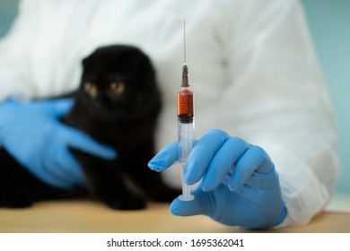 The Veterinarian Takes A Blood Test From The Cat .