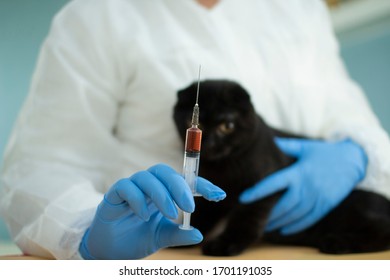 The Veterinarian Takes A Blood Test From The Cat .