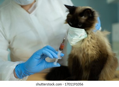 The Veterinarian Takes A Blood Test From The Cat .