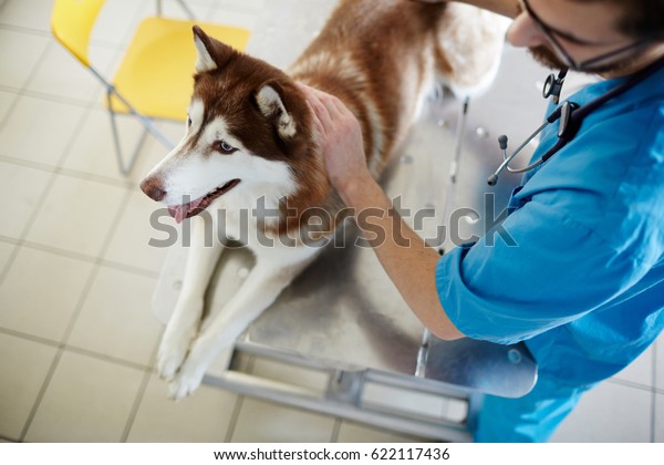 taking care of a siberian husky