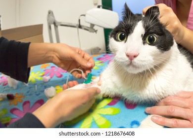 Veterinarian Taking Vein From A Cat Paw For Blood Transfusion With Cannula Needle Injection In Vet Studio. Intravenous Injection To Feline Patient. Concept Of Veterinary Health Care.