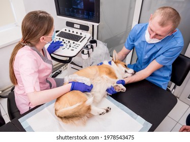 Veterinarian team examines the Corgi dog using ultrasound - Powered by Shutterstock