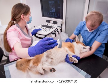 Veterinarian team examines the Corgi dog using ultrasound - Powered by Shutterstock