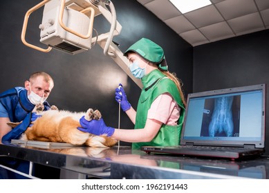 Veterinarian Team Examining Dog In X-ray Room.