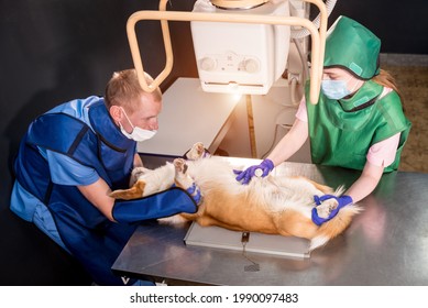 Veterinarian Team Examining Dog In X-ray Room.