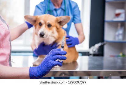 Veterinarian Team Giving The Vaccine To The Corgi Dog