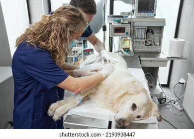 Veterinarian Team Make A Surgery On Operating Table