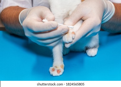 A Veterinarian Treats A Kitten For Ringworm. With Cotton Swabs, The Doctor Applies Ointment To The Wounds.