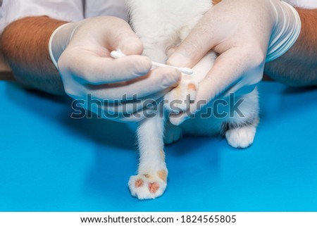 a veterinarian treats a kitten for ringworm. with cotton swabs, the doctor applies ointment to the wounds.