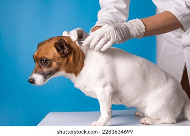 The veterinarian treats the withers of the dog from ticks and fleas with the help of special drops for animals. Prevention from bites by dangerous insects.