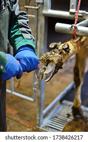 the veterinarian trims the hooves of a cow with a knife to   trimming the hooves of animals on the farm. hoof care concept.