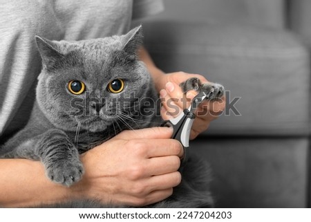 The veterinarian trims the nails of a British breed cat. Pet care. The girl cuts the claws of a gray cat close-up. A tool for cutting the claws of animals in the hands of a close-up.