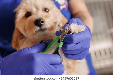 Veterinarian trims nails of domestic dogs in the clinic, animal care - Powered by Shutterstock