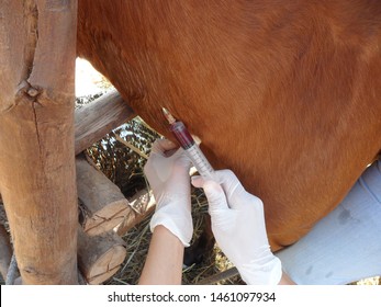 A Veterinarian Trying To Collect A Blood Sample From A Horse Via The Left Jugular Vein. 