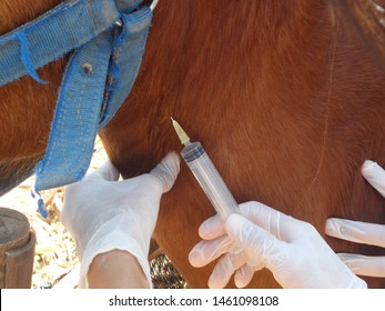 A Veterinarian Trying To Collect A Blood Sample From A Horse Via The Left Jugular Vein. 