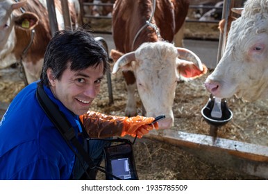 Veterinarian with ultrasound device for pregnancy examination squatting beside cows in cowshed on farm - Powered by Shutterstock