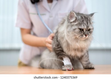 Veterinarian Use Stethoscope To Diagnose Cute Cat For Treat Sick Animal In Animal Hospital ,animal Health Care Concept