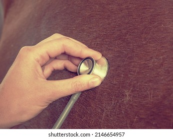 Veterinarian use stethoscope to the lungs of a brown horse. Suspected bronchitis or pneumonia. - Shutterstock ID 2146654957