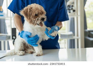 Veterinarian vaccinates cute dog in cute dog clinic Punchee Tzu sitting at the doctor's office, a professional veterinarian helps her dog in a modern hospital. The concept of the vet - Powered by Shutterstock