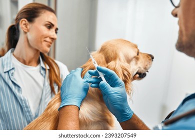 Veterinarian vaccinating giving an injection to a golden retriever dog in the office of a modern veterinary clinic. The owner brought the dog for vaccination and a routine check-up. - Powered by Shutterstock