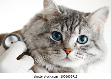 Veterinarian At Vet Clinic Are Examining Cute Grey Cat With Blue Eyes With Stethoscope. Medicine, Pet, Animals And People Concept.