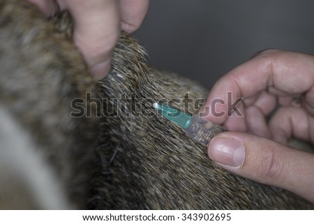Veterinarian or veterinary assistant gives a dog an injection under the skin with syringe