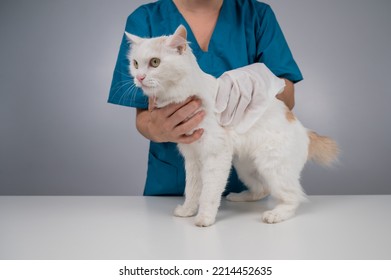 Veterinarian Washing A Fluffy White Cat With A Disposable Wet Glove. Pet Hydrosol Cleaning Gloves. 