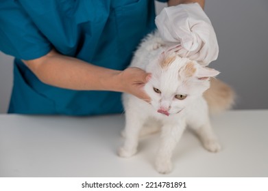 Veterinarian Washing A Fluffy White Cat With A Disposable Wet Glove. Pet Hydrosol Cleaning Gloves. 