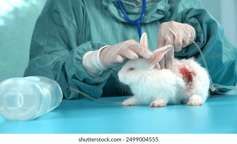 Veterinarian wear gloves carry saline bottle care sick rabbit wound skin bunny on green table at hospital. Patient white rabbit wound epidermis veterinary holding saline bottle injection in clinic. - Powered by Shutterstock