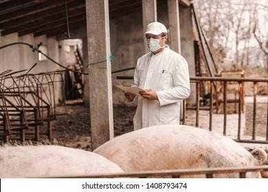 Veterinarian in white coat, hat and with protective mask on face holding clipboard and checking on pigs while standing in cote.
