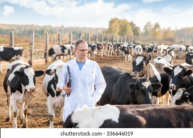 Veterinarian In A White Robe On Cattle Farm