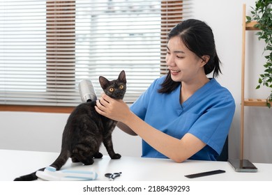 Veterinarian Woman In Blue Uniform Is Using A Hair Dryer For A Lovely Cat On A Metal Table After Cleaning Pet In Veterinary Clinic.