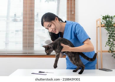 Veterinarian Woman In Blue Uniform Is Using Comb To Brush Fur Of The Cat On A Metal Table After Cleaning Pet In Veterinary Clinic.