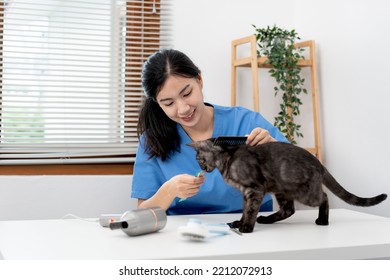 Veterinarian Woman In Blue Uniform Is Using Comb To Brush Fur Of The Cat And Give Cat Snack On A Metal Table After Cleaning Pet In Veterinary Clinic.