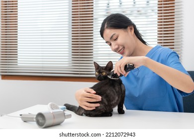 Veterinarian Woman In Blue Uniform Is Using Hair Clippers To Cutting Fur Of The Cat On A Metal Table After Cleaning Pet In Veterinary Clinic.